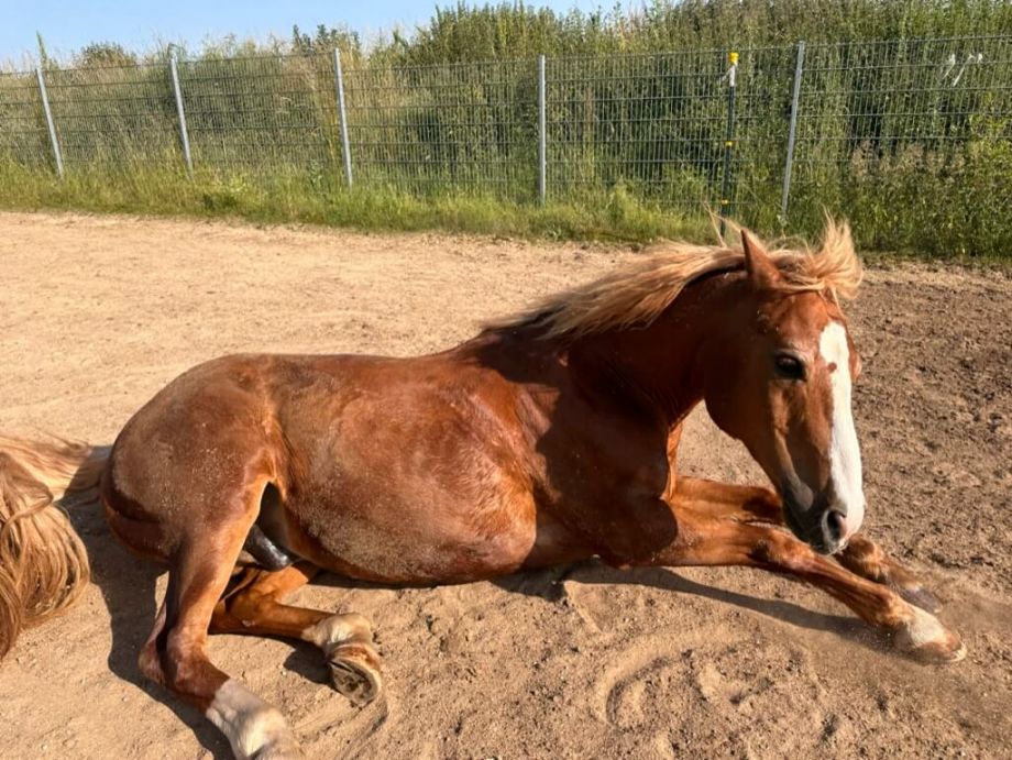 Liegendes Fohlen - Blogbeitrag "Das Pony muss in den Stall" - Praxis für Systemische Therapie und Elterncoaching