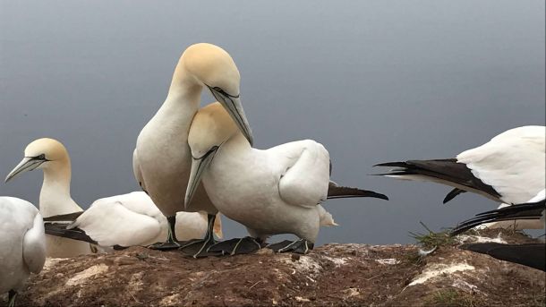 Martina Wendinger | Denklingen - Systemische Paarberatung, das Bild zeigt zwei eng aneinander geschmiegte Vögel, im Hintergrund sind weitere Vögel zu sehen