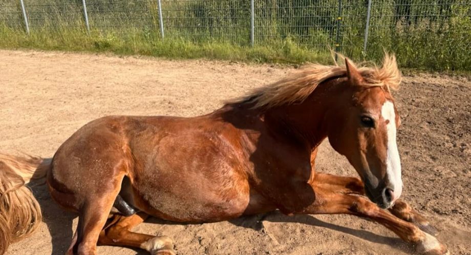 Liegendes Fohlen - Blogbeitrag "Das Pony muss in den Stall" - Praxis für Systemische Therapie und Elterncoaching